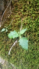 Chenopodiastrum simplex