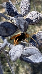 Cryptocheilus australis