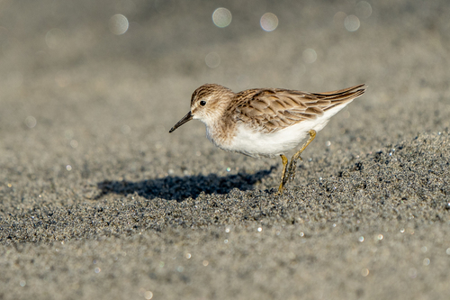 Correlimos menudillo (Calidris minutilla)