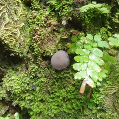 Helvella fibrosa