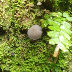 Helvella fibrosa