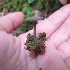 Helvella fibrosa