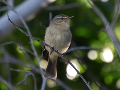 Phylloscopus canariensis