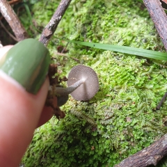 Helvella fibrosa