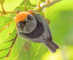 Oreothlypis gutturalis