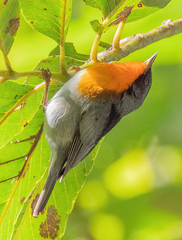 Oreothlypis gutturalis