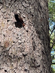 Pygarrhichas albogularis