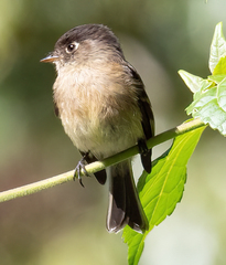 Empidonax atriceps