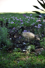 Threskiornis molucca