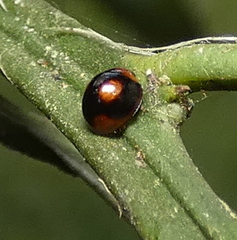 Cryptognatha amabilis