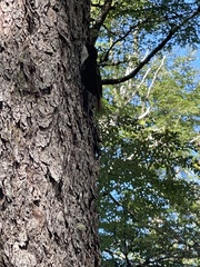 Pygarrhichas albogularis