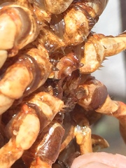 Barbicambarus simmonsi