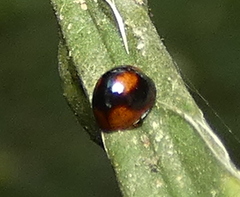 Cryptognatha amabilis