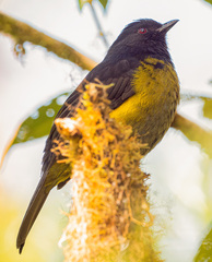 Phainoptila melanoxantha