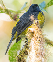 Phainoptila melanoxantha