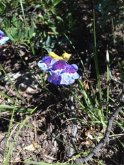Penstemon speciosus