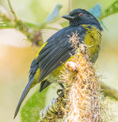 Phainoptila melanoxantha