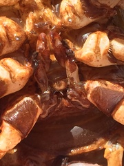 Barbicambarus simmonsi