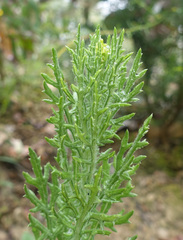 Senecio bathurstianus