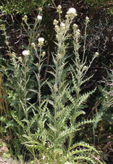 Cirsium mohavense