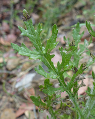 Senecio bathurstianus