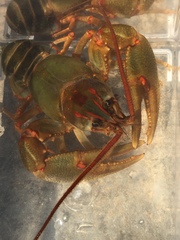 Barbicambarus simmonsi