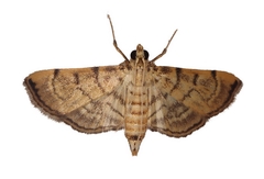 Salbia