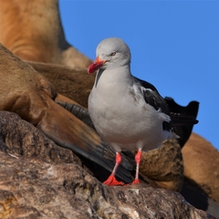 Leucophaeus scoresbii