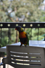 Trichoglossus moluccanus