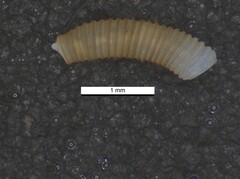 Caecum brasilicum