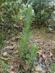 Senecio bathurstianus