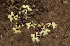 Glandularia sulphurea
