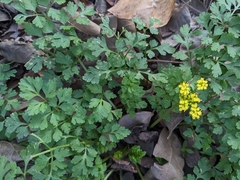 Tauschia texana