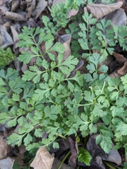 Tauschia texana