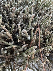 Selaginella arenicola