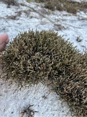 Selaginella arenicola