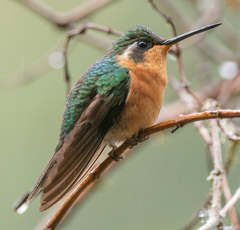 Lampornis castaneoventris
