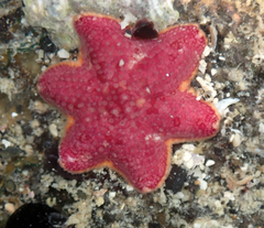Aquilonastra