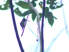 Amazilia tzacatl