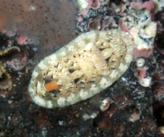 Stenoplax petaloides