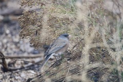 Junco hyemalis mearnsi