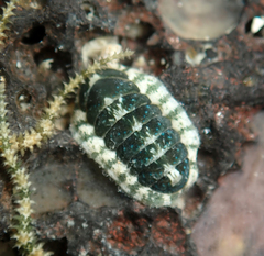 Stenoplax petaloides