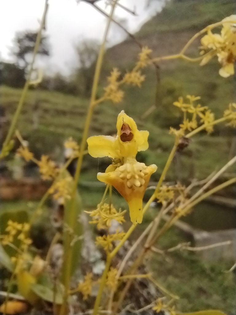 Oncidium adelaidae