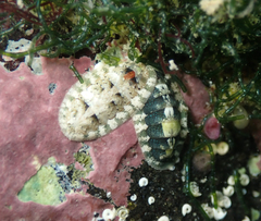 Stenoplax petaloides