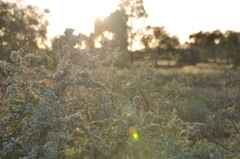 Atriplex nummularia
