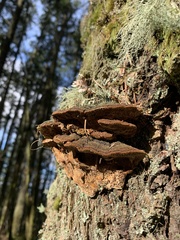 Porodaedalea