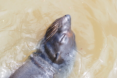 Arctocephalus forsteri
