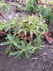 Lupinus rivularis