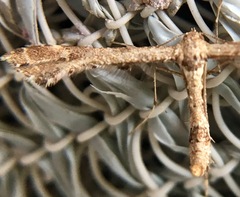 Lantanophaga pusillidactylus