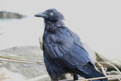 Corvus mellori